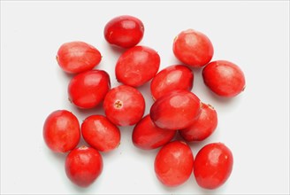 Ripe fruits of the cranberry