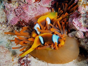 Two red sea clownfishes