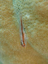 Mozambique toothy goby