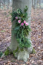 Roses and fir branches on a tree in the Vorharz resting forest Heiningen monastery estate