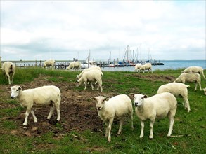 Sheep near Rantum