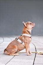 Sitting blue red fawn French Bulldog with dog harness in front of gray wall