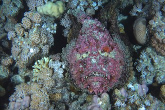 Portrait of a stonefish