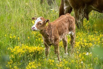 A small brown calf in a flower meadow