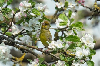 Greenfinch sitting on branch between green leaves and white opened flowers left looking