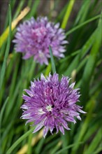 Chives two open purple inflorescences in a row
