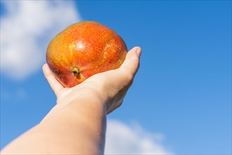 Womans hands holding a mango with a cloudy sky in the background