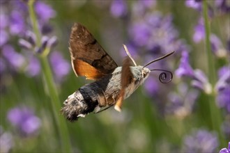 Pigeon tails butterfly with curled proboscis and open wings flying in front of purple flowers seen on the right