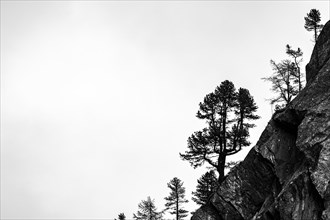 Single trees on rocky ridge in backlight