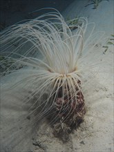 Tube-dwelling anemone