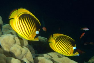 Pair of diagonal butterflyfish
