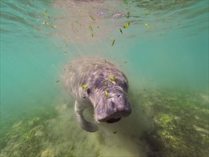 West indian manatee