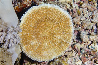 Round mushroom coral