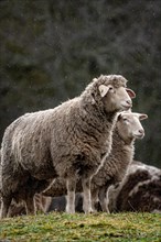 Sheep in the rain