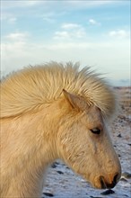 Icelandic horse with thick winter coat