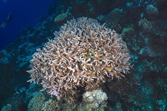 Rough staghorn coral