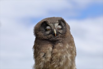 Tengmalms Owl