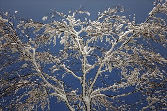 Snow-covered tree