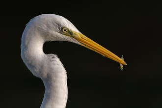 Portrait of a Great Egret with a small fish in its beak