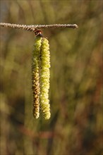 Branch with hazelnut pollen