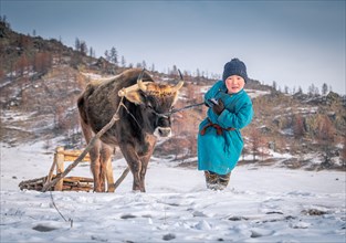 Young boy helps grandparents in winter occupation. Bulgan Province