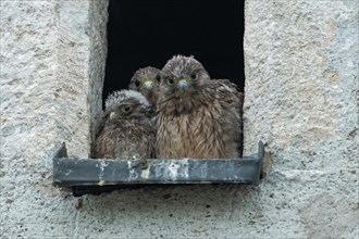 Kestrel watching three young birds sitting in an opening in a church tower