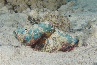 Juvenile false stonefish