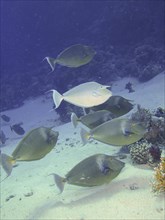 Group of bluespine unicornfish
