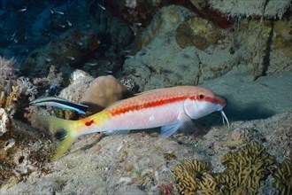 Red sea goatfish