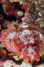 Portrait of tassled scorpionfish