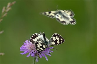 Checkerboard two moths in mating flight with open wings sitting on violet flower seeing right and flying seeing left