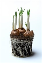 Sprouting Crocus Tubers from Pot