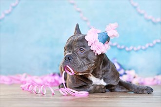 Birthday dog. Cute French Bulldog with part hat and paper streamers in mouth in front of blue background with copy space