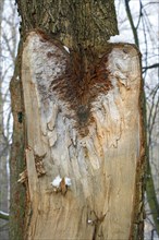 Kuriose Baumverwachsung in Form des Gesichtes einer Schleiereule