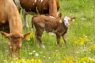 Two cows and a small calf in a meadow with flowers