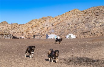 Only once in the Nomad family. Mongolian dogs