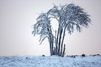 Snow-covered tree in the evening light