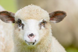 Portrait of a lamb with brown spots around the eyes. Alsace