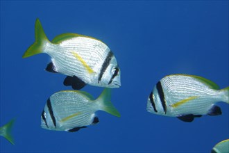 Group of double-banded sea bream