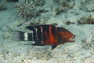 Redbreasted wrasse