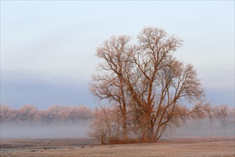 Tree in a meadow with hoarfrost and ground fog in the morning light in winter