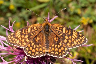 Fritillary fritillary butterfly butterfly with open wings sitting on purple flower from behind