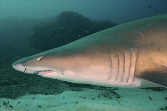 Close-up of sand tiger shark