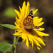 Butterfly on the sunflower. Bulgan Province Mongolia