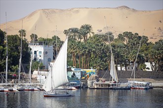 Feluccas or traditional sailboats in the Nile