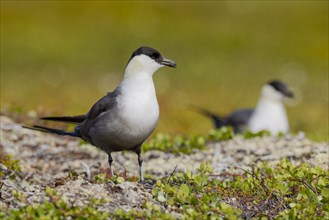 Long-tailed jaegers