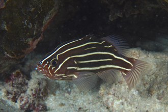 Six-lined soapfish