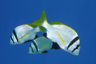Group of double-banded sea bream