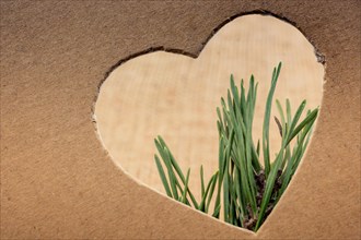 Leaves seen through heart shape cut out of cardboard