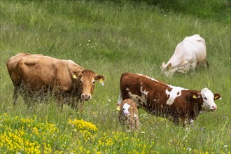 Three cows and a small calf in a meadow with flowers